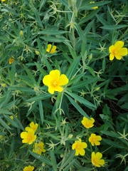 Ludwigia grandiflora