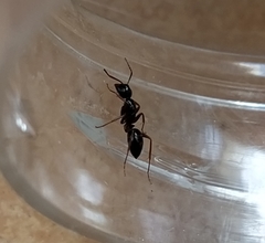 Camponotus