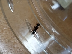 Camponotus