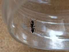 Camponotus