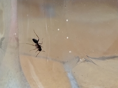 Camponotus