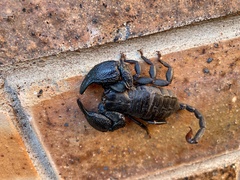 Opisthacanthus validus
