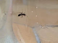 Camponotus