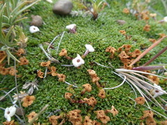 Junellia silvestrii