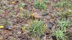Plantago maritima serpentina