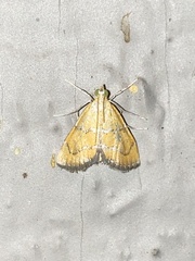 Xanthophysa psychicalis