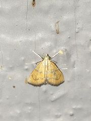 Xanthophysa psychicalis