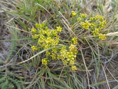 Azorella acaulis