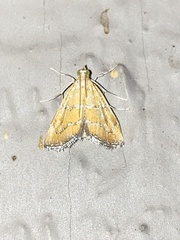 Xanthophysa psychicalis