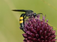 Stizoides tridentatus