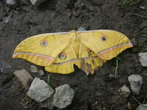 Okáň dubový (Antheraea yamamai)