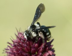 Andrena ornata