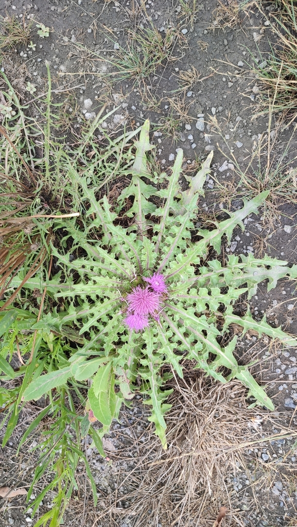 Cirsium esculentum; photograph Yurii Basov, CC BY, iNaturalist via GBIF