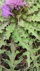 Yurii Basov, CC BY, iNaturalist via GBIF Cirsium esculentum, photograph Yurii Basov, CC BY, iNaturalist via GBIF