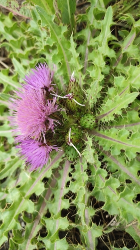 Cirsium esculentum, photograph 2