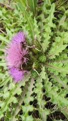 Yurii Basov, CC BY, iNaturalist via GBIF Cirsium esculentum, photograph Yurii Basov, CC BY, iNaturalist via GBIF