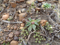 Plantago tehuelcha