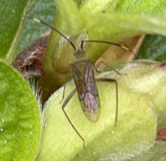 Hyalopeplus spinosus