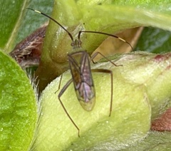 Hyalopeplus spinosus