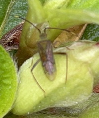 Hyalopeplus spinosus