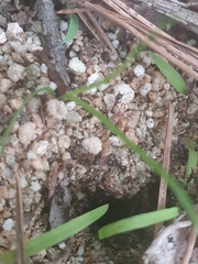 Tetramorium tsushimae