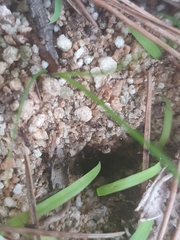 Tetramorium tsushimae