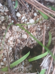 Tetramorium tsushimae