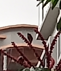 Acridotheres javanicus