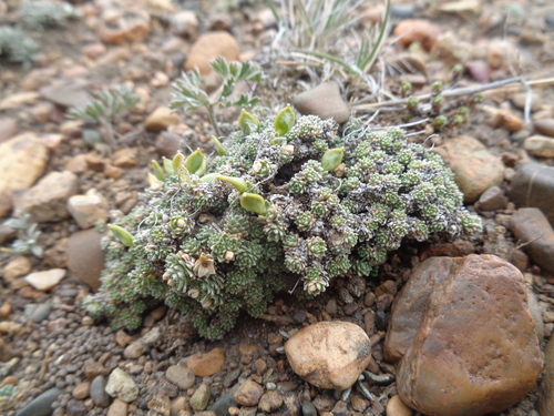 Xerodraba thumbnail