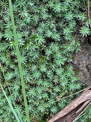 Dawsonia