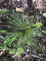 Poa labillardierei labillardierei