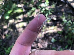 Poa labillardierei labillardierei