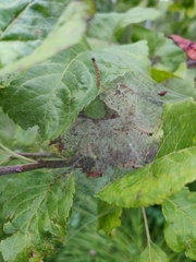 Yponomeuta malinellus