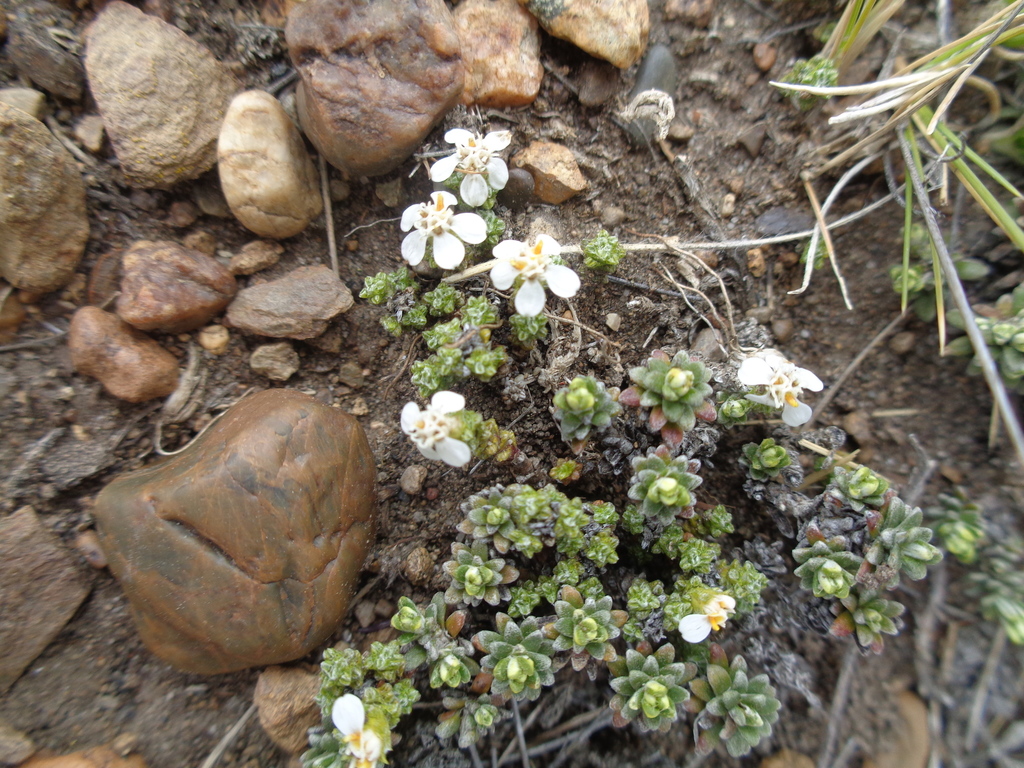 Nassauvia ameghinoi