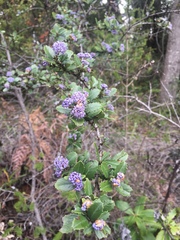 Ceanothus masonii
