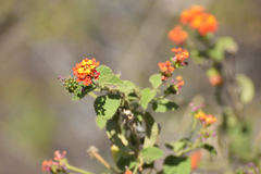Lantana camara