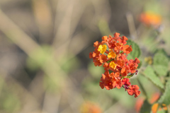 Lantana camara