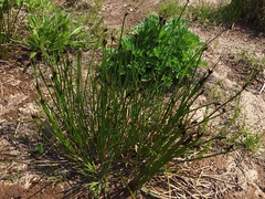 Juncus beringensis