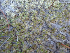 Sphagnum falcatulum