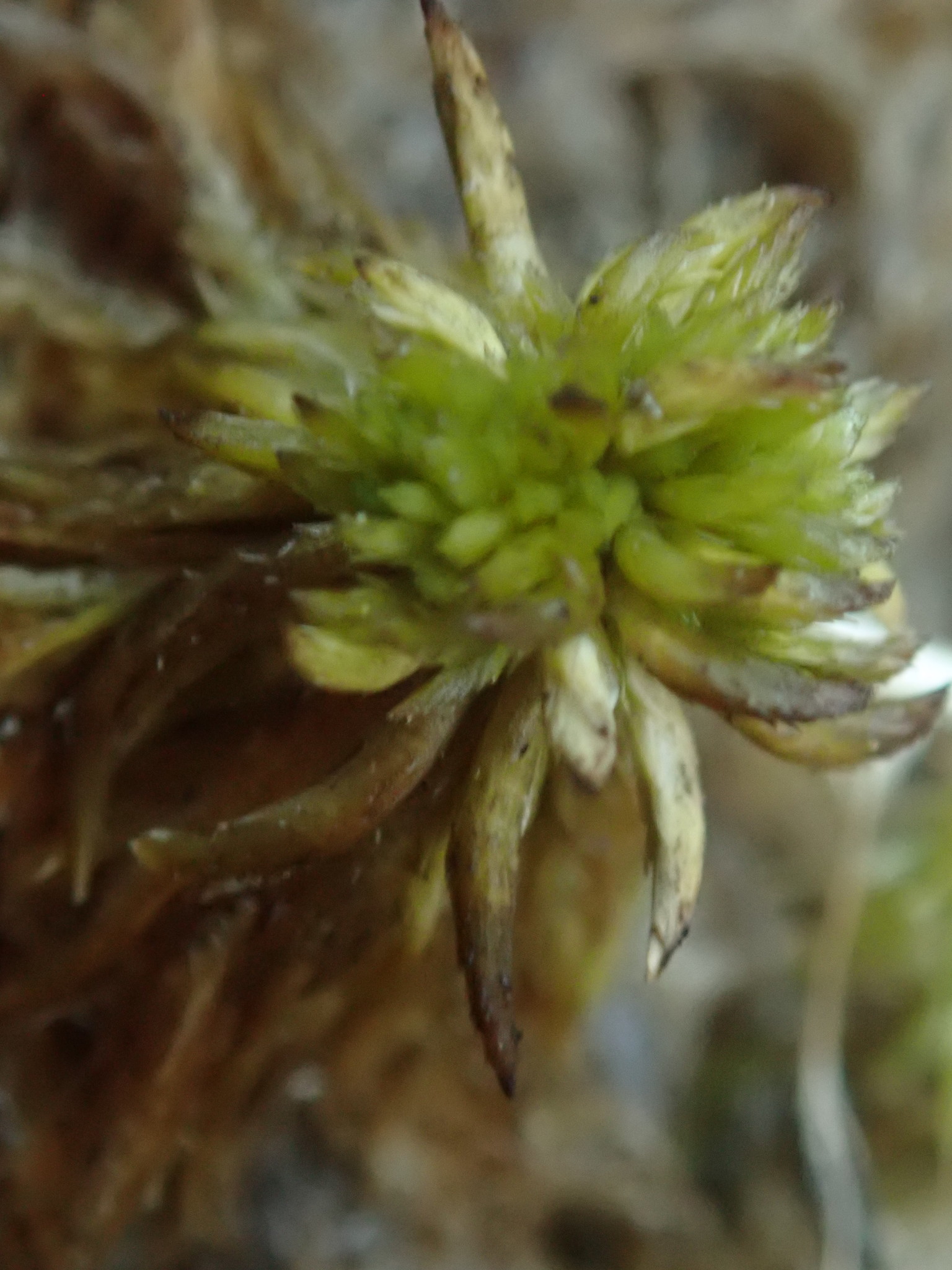 Sphagnum cuspidatum - Wikipedia