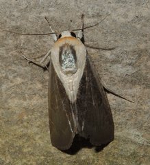 Westermannia argentea