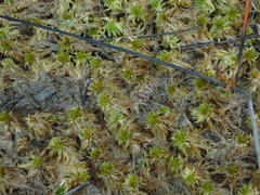 Sphagnum falcatulum