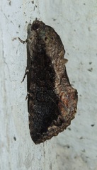 Ercheia cyllaria