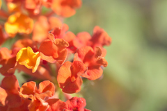 Lantana camara