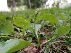 Plantago major