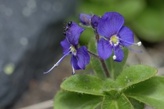 Veronica grandiflora