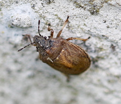 Podops inunctus