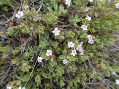 Clinopodium darwinii