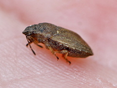 Podops inunctus