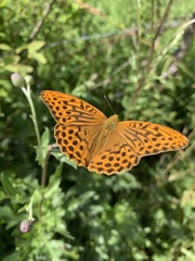 Argynnis paphia